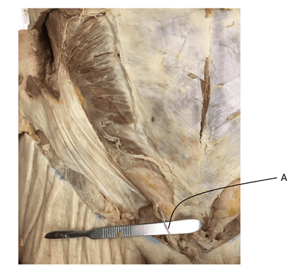 function of free nerve endings in skin